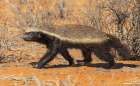 Honey badger searching the dunes of the Kalahari Desert for a meal Art Print
